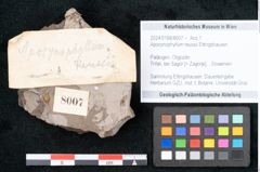 Foto (Objekt + Etikett) von Apocynophyllum reussii Ettingshausen (NHMW-GEO-2024-0188-8007)